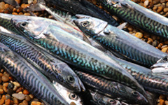 A view of Iceland to mackerel disputes