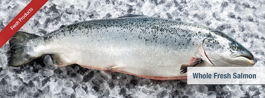 Whole Fresh Salmon