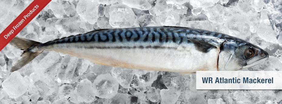 WR Atlantic Mackerel