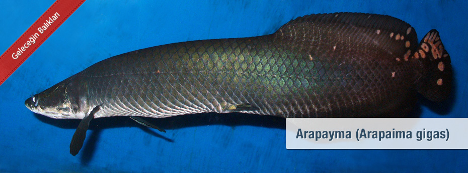 Arapayma (Arapaima gigas)