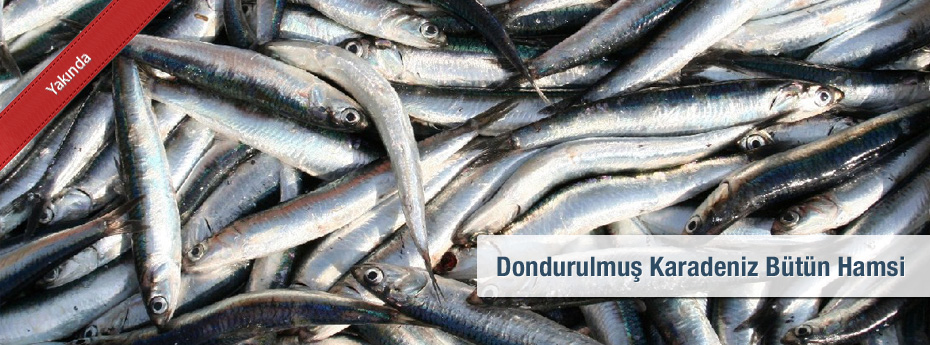 WR Blacksea European Anchovy